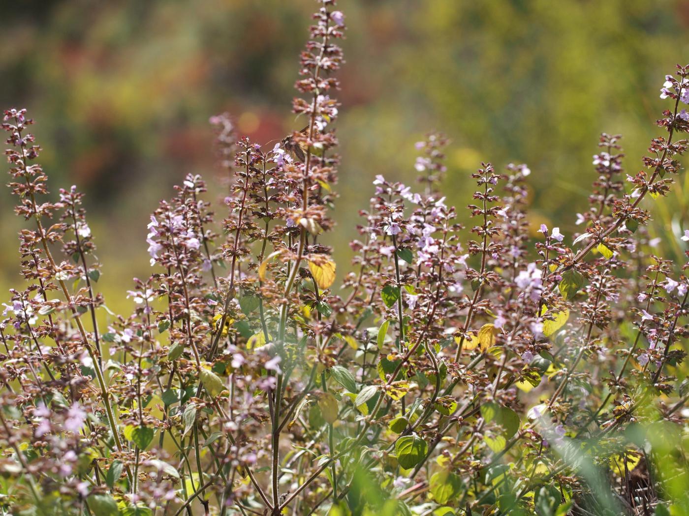 Calamint, Common plant